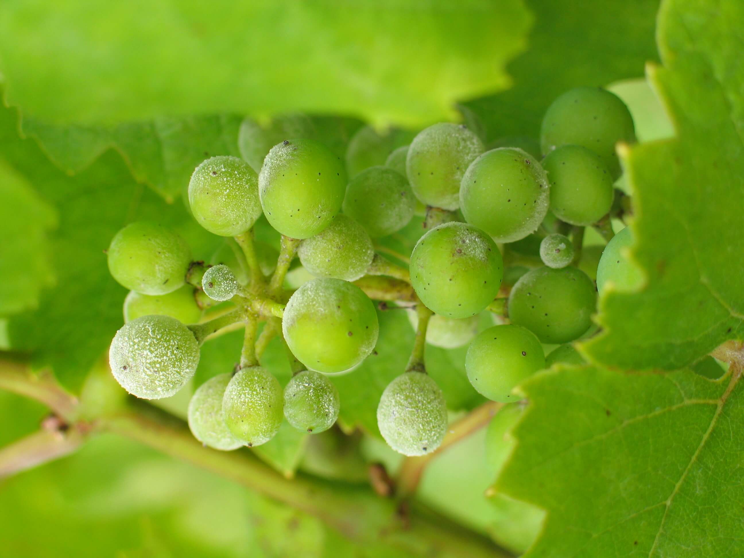 Take control of powdery mildew in grapes